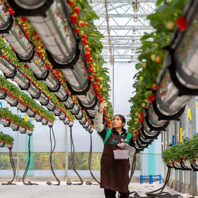 铜陵市植物工厂空中草莓 - 方案
