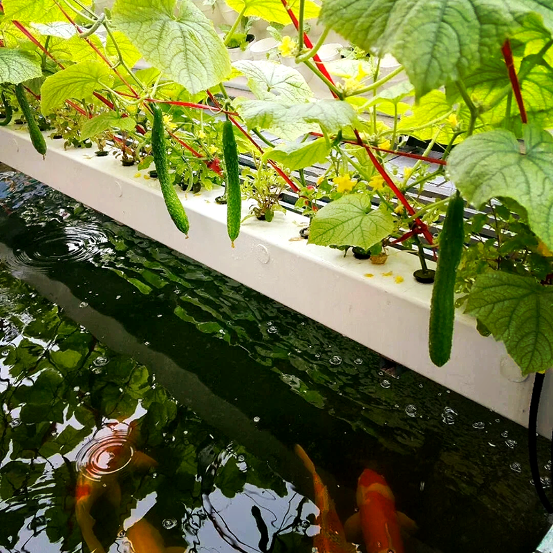 铜陵市种植槽鱼菜共生 - 哪里好