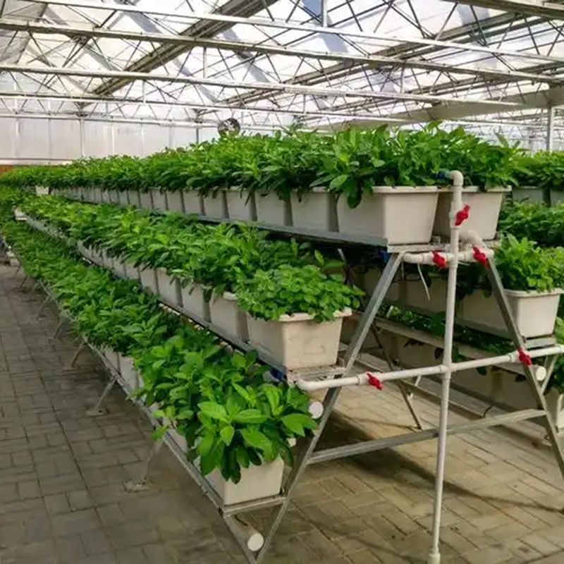 铜陵市植物工厂水培蔬菜 - 排名