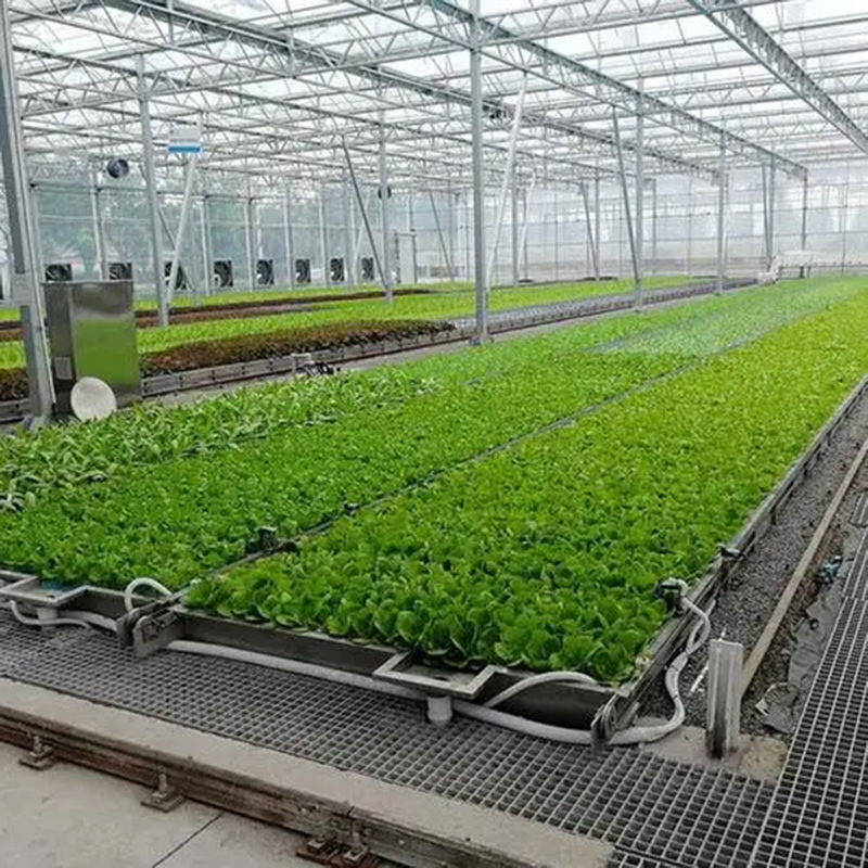 铜陵市水培蔬菜水培 - 哪里好